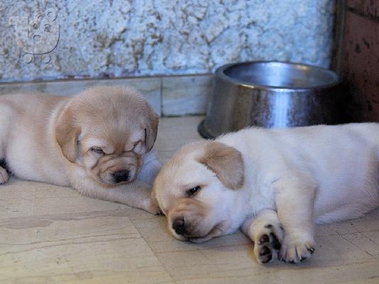 Labrador κουτάβια